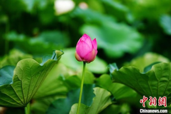 6月19日，時(shí)值一年畢業(yè)季，四川大學(xué)望江校區(qū)荷花池里的荷花盛開，成為了畢業(yè)生們的打卡圣地，吸引了眾多畢業(yè)生拍照留念。圖為含苞待放的荷花。中新社記者 安源 攝