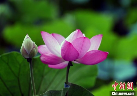 6月19日，時(shí)值一年畢業(yè)季，四川大學(xué)望江校區(qū)荷花池里的荷花盛開，成為了畢業(yè)生們的打卡圣地，吸引了眾多畢業(yè)生拍照留念。圖為盛開的荷花。中新社記者 安源 攝