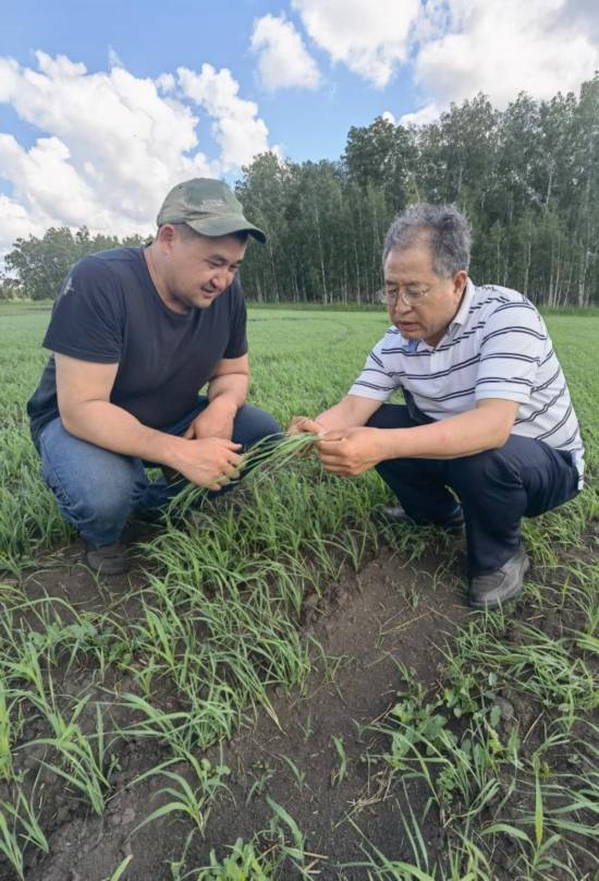 6月21日，西北農(nóng)林科技大學(xué)張正茂教授（右）在哈薩克斯坦北哈州農(nóng)業(yè)科技示范園與當(dāng)?shù)貙＜艺{(diào)查小麥苗情。新華社發(fā)（受訪者供圖）