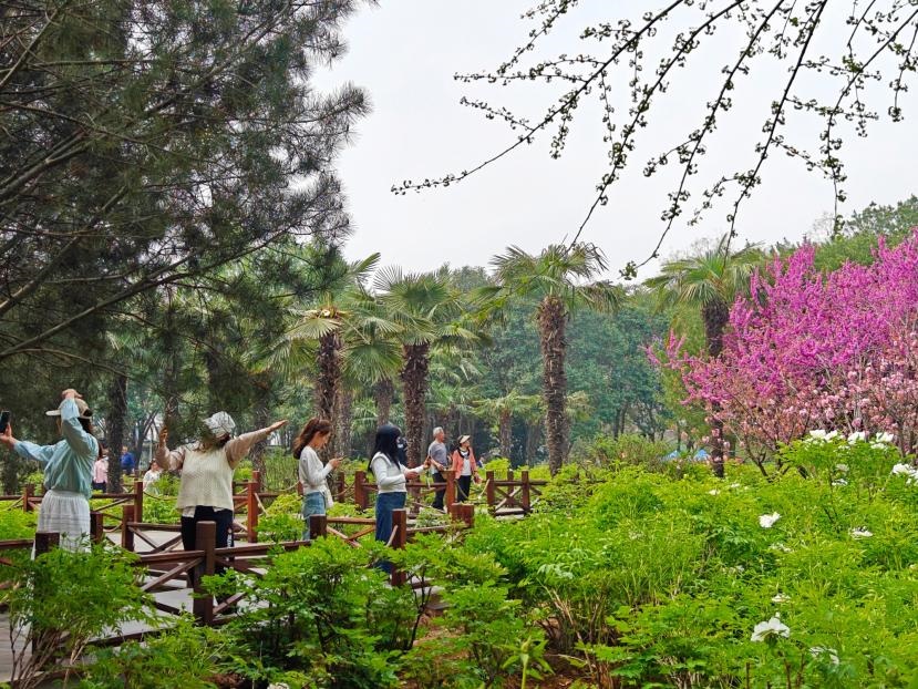 在河南省洛陽市中國國花園，游客漫步花海、自拍留念。人民網(wǎng) 王雅蝶攝