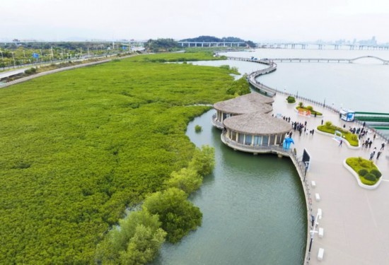 2024年1月23日拍攝的廈門(mén)市翔安區(qū)下潭尾紅樹(shù)林公園（無(wú)人機(jī)照片）。新華社記者 林善傳 攝