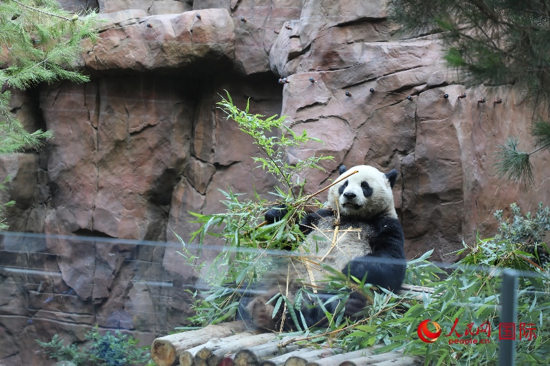 2、“云川”和“鑫寶”落戶圣迭戈動物園，開啟了新一輪中美大熊貓保護(hù)合作。 人民網(wǎng)記者 李志偉攝 (1)