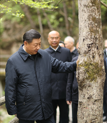 2020年4月，習(xí)近平總書(shū)記來(lái)到位于商洛市柞水縣的秦嶺牛背梁國(guó)家級(jí)自然保護(hù)區(qū)，考察秦嶺生態(tài)保護(hù)情況。新華社記者 鞠鵬 攝
