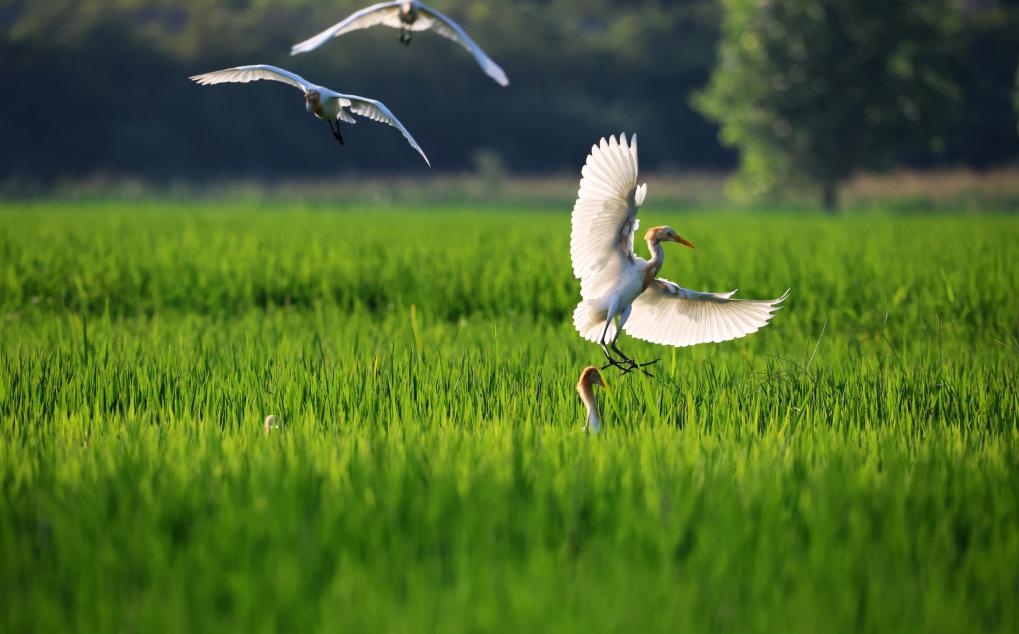2023年8月7日，鷺鳥(niǎo)在山東省臨沂市郯城縣郯城街道水稻田間飛舞。新華社發(fā)（張春雷 攝）