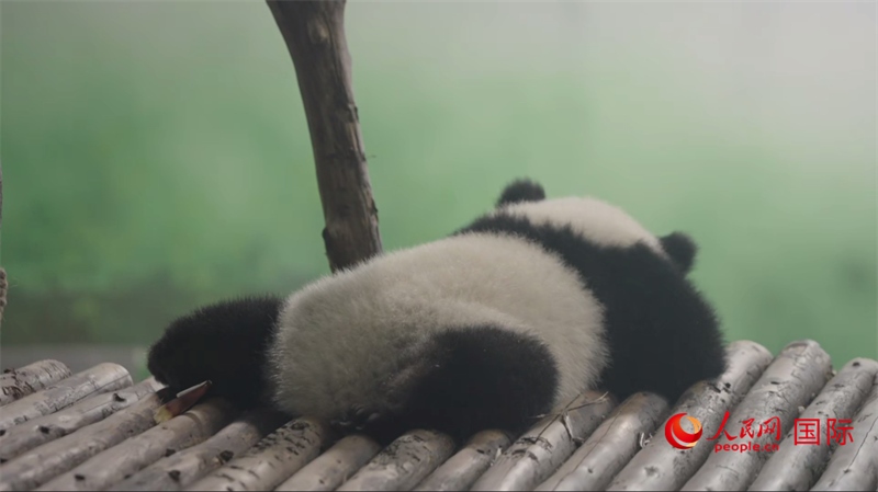 成都大熊貓繁育研究基地的熊貓。人民網(wǎng)記者 張榮攝