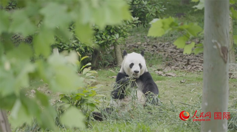 成都大熊貓繁育研究基地的熊貓。人民網(wǎng)記者 張榮攝
