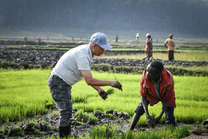2024年8月14日，在盧旺達(dá)南方省胡耶區(qū)的中國援盧旺達(dá)農(nóng)業(yè)技術(shù)示范中心，水稻專家鄭瑞金（左）在稻田里指導(dǎo)當(dāng)?shù)氐巨r(nóng)進(jìn)行秧苗移栽。新華社記者 韓旭 攝