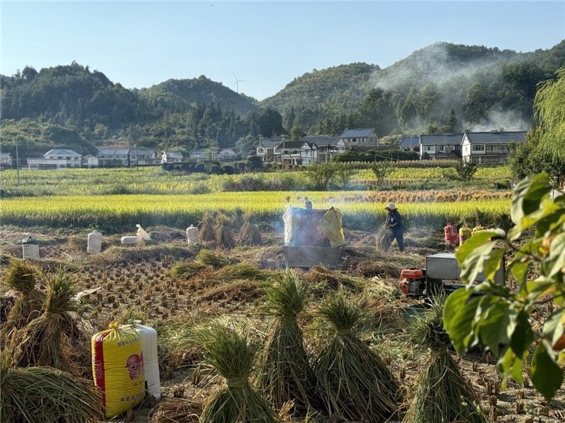 “豐收”是秋天的關(guān)鍵詞，田間煙火氣，最撫凡人心。打谷機(jī)、蛇皮袋、抱稻禾、捆秸稈……這是鄉(xiāng)土中國(guó)廣大農(nóng)村收割稻谷的經(jīng)典場(chǎng)景，也是不少干過(guò)農(nóng)活的人的獨(dú)家記憶。告別了打谷機(jī)，擁抱機(jī)械化，改變的是生產(chǎn)工具，不變的是三農(nóng)情懷。農(nóng)為邦本，本固邦寧，每一個(gè)親吻土地、珍惜糧食的日子都值得被尊敬，被緬懷，被憧憬?？疾靾F(tuán)中的謝里克·科爾茹姆巴耶夫是《哈薩克斯坦實(shí)業(yè)報(bào)》的總編輯，也是一位“生活觀察家”，田間里揮汗收割的村民引起了他的興趣，他感嘆道：人們勞作的過(guò)程總是令人賞心悅目。這就是中外共鳴的“鄉(xiāng)愁”吧。 （烏茲別克斯坦《人民言論報(bào)》副總編輯魯斯蘭·肯扎耶夫攝）