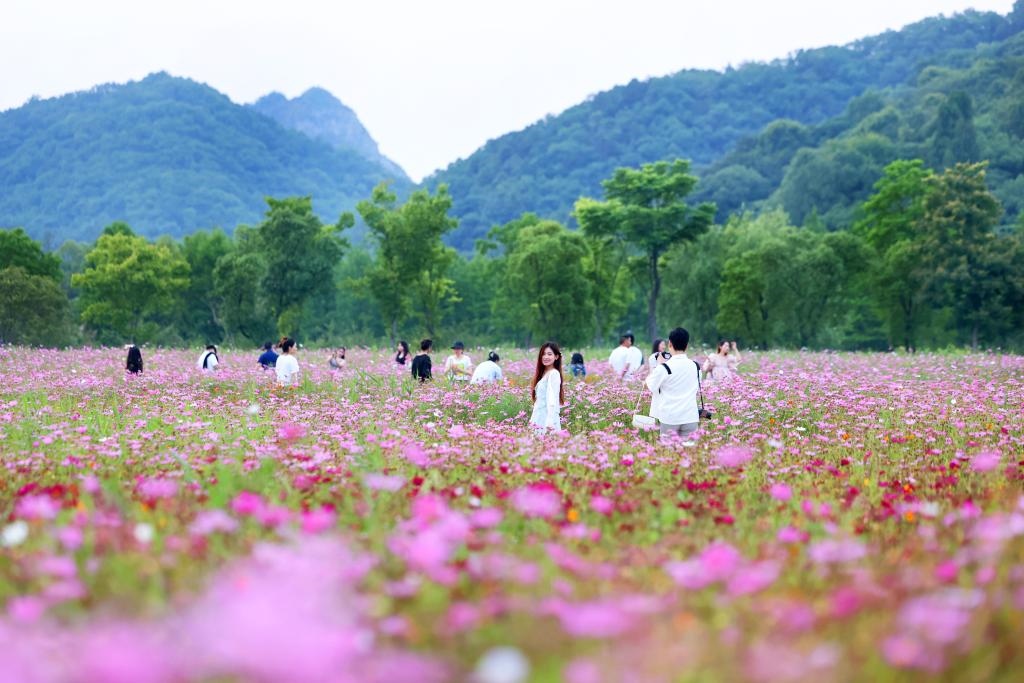 6月8日，游人在浙江省杭州市西湖區(qū)雙浦鎮(zhèn)銅鑒湖畔的花海中游覽。新華社發(fā)（周方玲 攝）