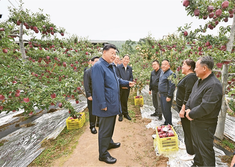 2024年9月10日至13日，中共中央總書記、國(guó)家主席、中央軍委主席習(xí)近平在甘肅考察。這是11日上午，習(xí)近平在天水市麥積區(qū)南山花牛蘋果基地考察時(shí)，走進(jìn)果林了解相關(guān)種植、技術(shù)和管理情況。 新華社記者 謝環(huán)馳/攝