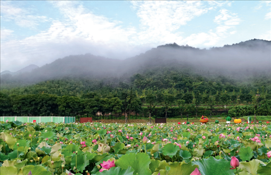 余村荷花池景色秀美。