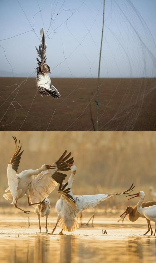 拼版圖片：圖為2011年和2023年鄱陽(yáng)湖區(qū)的變化，曾經(jīng)湖區(qū)內(nèi)分布有捕鳥(niǎo)網(wǎng)，如今人與自然和諧共生的理念深入人心。攝影：傅建斌 周海燕 制作：賈稀荃