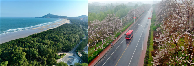 拼版照片：左圖為位于東山縣金鑾灣沿岸的木麻黃防護(hù)林帶（無(wú)人機(jī)照片，新華社記者 姜克紅 攝）；右圖為2021年4月20日在蘭考縣焦裕祿干部學(xué)院附近拍攝的泡桐花（無(wú)人機(jī)照片，新華社記者 郝源 攝）。
