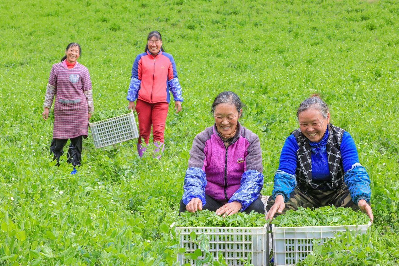 在四川省阿壩藏族羌族自治州馬爾康市馬爾康鎮(zhèn)納足村，當(dāng)季蔬菜喜獲豐收，群眾正在忙著采收、裝箱供應(yīng)市場(chǎng)。來(lái)源：人民圖片