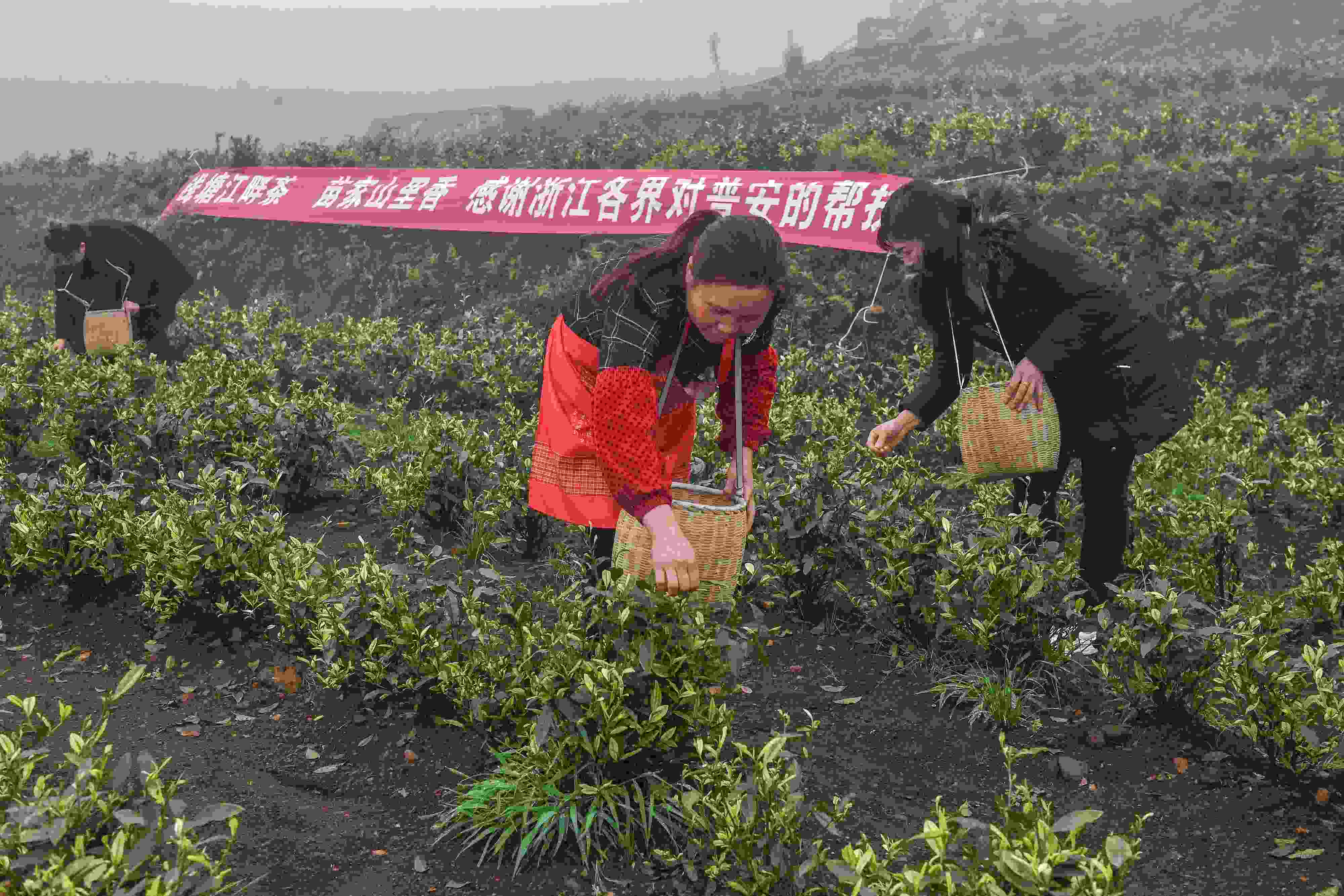 2021年4月14日，工人在貴州省黔西南州普安縣地瓜鎮(zhèn)屯上村“白葉一號(hào)”感恩茶園采茶。這片茶園由浙江省安吉縣捐贈(zèng)。