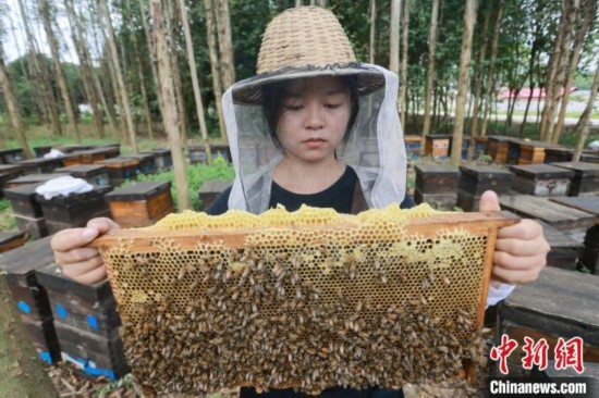 吳素英查看蜂蜜產(chǎn)蜜情況。湯曉逵 攝