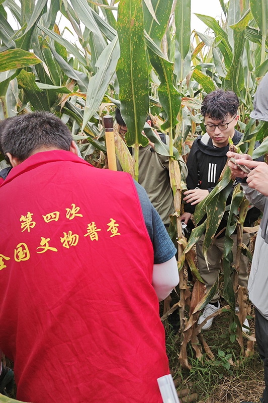 普查隊(duì)員正在使用探鏟進(jìn)行探測(cè)。中國(guó)文物報(bào)供圖