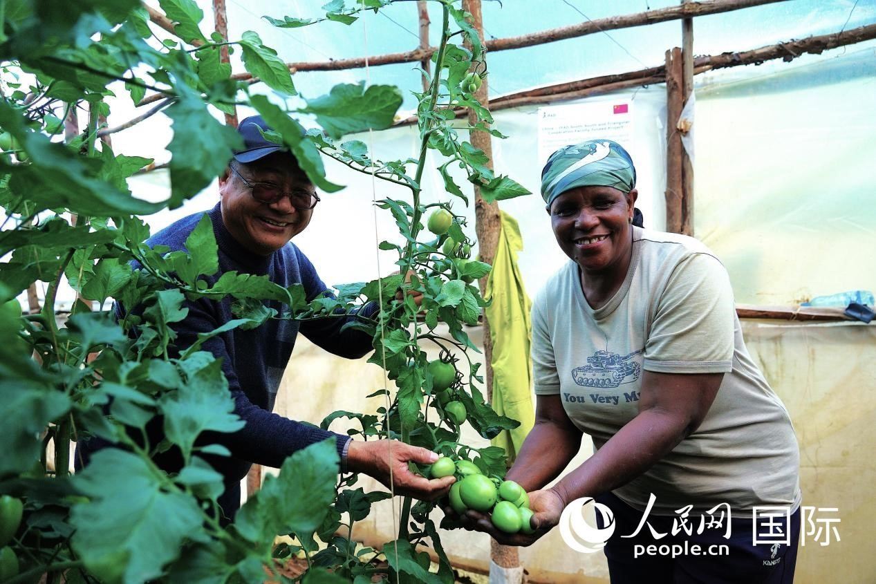 肯尼亞納庫魯郡，南京農(nóng)業(yè)大學(xué)援非專家劉高瓊和當(dāng)?shù)剞r(nóng)民瑪麗·姆旺吉在溫室大棚里查看番茄種植情況。人民網(wǎng)記者 黃煒鑫攝