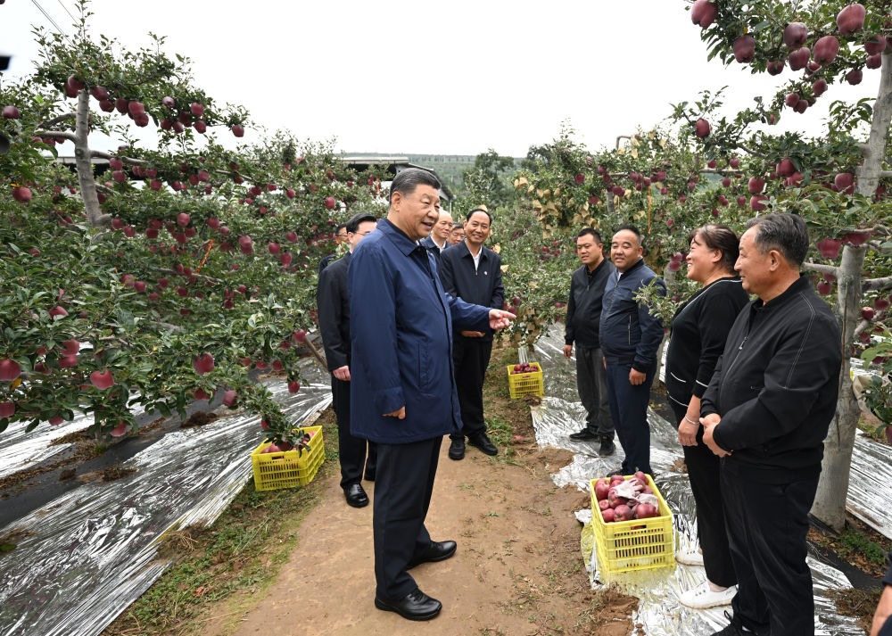 2024年9月11日，習(xí)近平在甘肅省天水市麥積區(qū)南山花牛蘋果基地考察時，走進(jìn)果林了解相關(guān)種植、技術(shù)和管理情況。習(xí)近平指出：“經(jīng)過70多年培育發(fā)展，花牛蘋果品牌更響亮了。要加強(qiáng)品種保護(hù)和培育，優(yōu)化種植方式，創(chuàng)新營銷模式，把這個特色產(chǎn)業(yè)做得更大，帶動更多群眾增收致富?！? width=