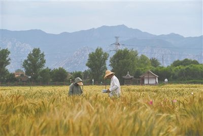 圖為中國農(nóng)業(yè)大學師生在該校上莊實驗站開展小麥育種工作。馬文哲攝