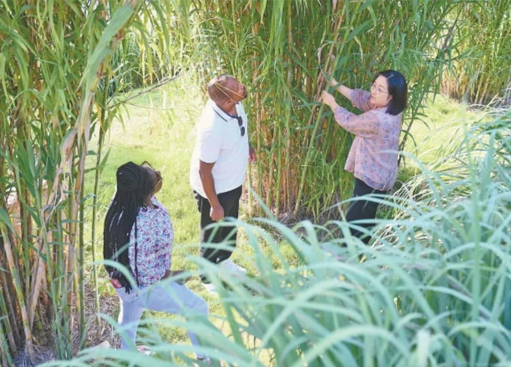 福建農(nóng)林大學國際菌草工程技術(shù)研究中心工作人員（右）在向盧旺達留學生介紹菌草品種“綠洲1號”蘆竹的生長情況。新華社記者 林善傳 攝