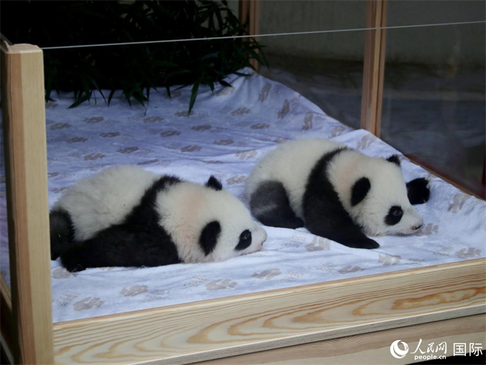 柏林動(dòng)物園的明星“夢(mèng)好”與“夢(mèng)甜”。人民網(wǎng) 肖晶攝