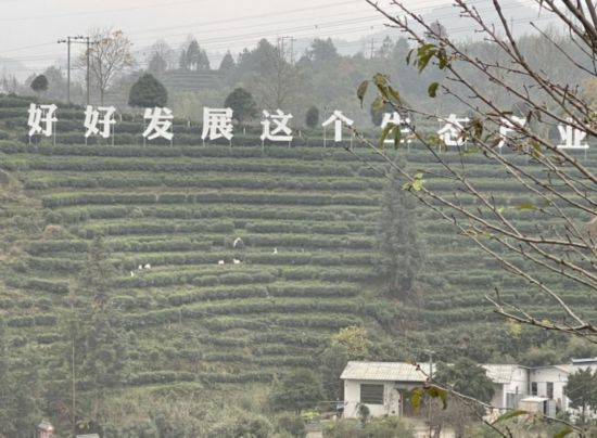 景寧畬族自治縣澄照鄉(xiāng)三石村馬嶺頭茶葉基地。劉軍國攝