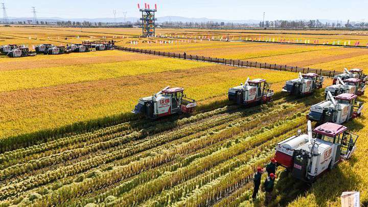2024年9月22日，在黑龍江省重要糧食產(chǎn)區(qū)哈爾濱市方正縣的稻田中，農(nóng)機(jī)開啟“黑龍江秋收第一鐮”作業(yè)（無人機(jī)照片）。新華社記者 王松 攝
