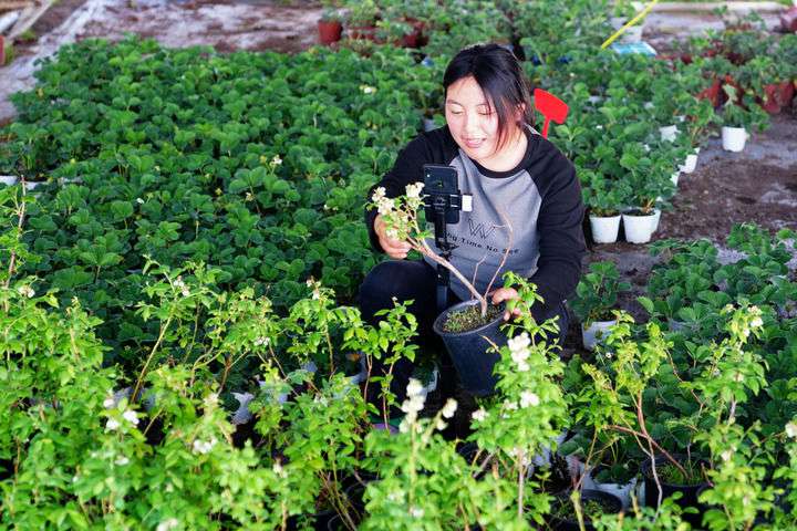 2024年4月27日，在山東省惠民縣姜樓鎮(zhèn)立冉果蔬種植合作社，工作人員在直播賣藍(lán)莓苗。新華社記者 郭緒雷 攝