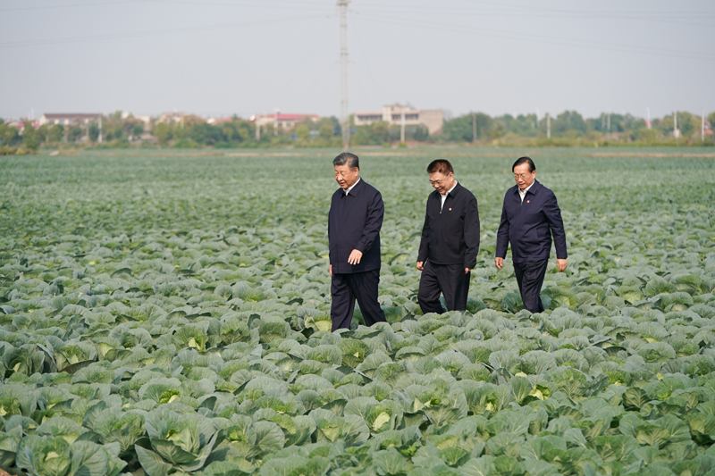 2024年11月5日，習(xí)近平總書記在湖北嘉魚潘家灣鎮(zhèn)十里蔬菜長(zhǎng)廊考察。