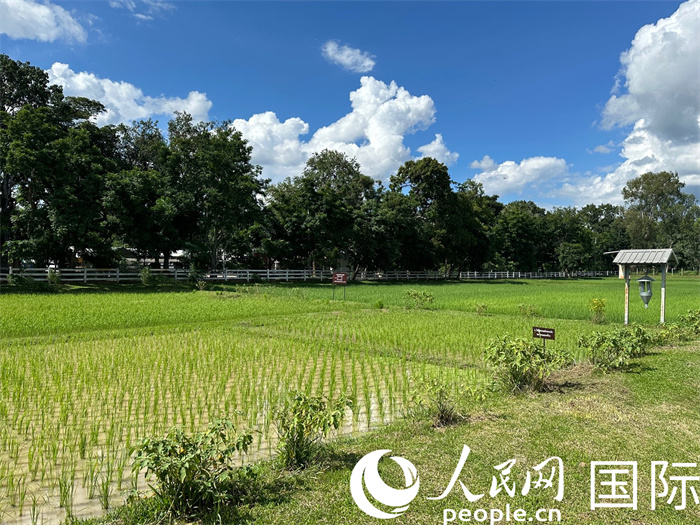 泰國沙功那空省水稻種植示范基地。人民網(wǎng)記者 簡承淵攝