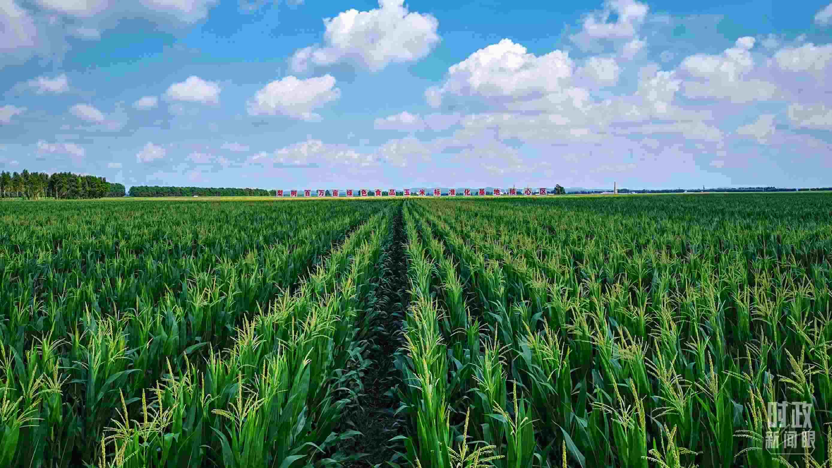 △吉林四平，梨樹縣地處黃金玉米帶。（總臺央視記者張曉鵬拍攝）