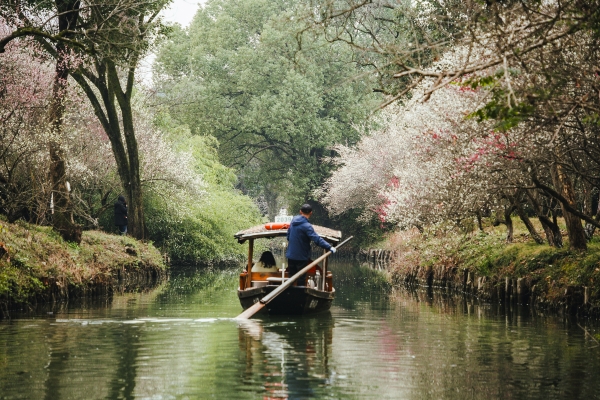 杭州西溪濕地，河岸梅花盛開。圖片來源：視覺中國