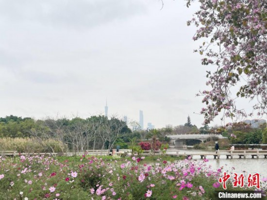 每年三月，廣州海珠國家濕地公園迎來最具標(biāo)志性的景觀之一——宮粉紫荊花海，公園內(nèi)的石榴崗河沿岸兩側(cè)，數(shù)千株宮粉紫荊綿延3.2公里，粉紅與粉白的花朵交織如云，頗為浪漫。據(jù)悉，宮粉紫荊因其耐濕性強(qiáng)、花期長的特性，是廣州海珠國家濕地公園生態(tài)修復(fù)的優(yōu)選樹種。近年來通過科學(xué)管養(yǎng)，花量相較往年明顯增加，盛花期持續(xù)近一個(gè)月時(shí)間，預(yù)計(jì)浪漫景致將延續(xù)至清明前。圖為3月7日，廣州海珠國家濕地公園宮粉紫荊花海吸引游人。中新社記者 許青青 攝