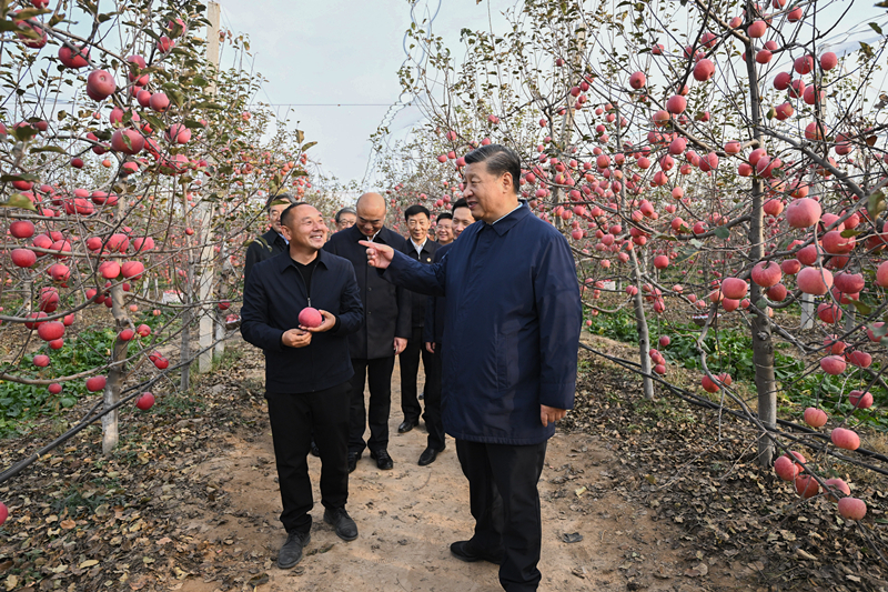 2022年10月26日，習近平總書記在陜西省延安市安塞區(qū)高橋鎮(zhèn)南溝村的蘋果園里同老鄉(xiāng)們親切交流。