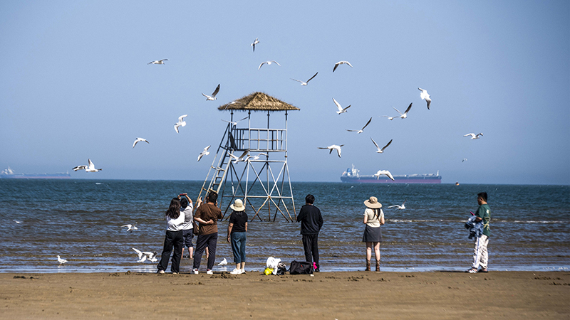 2024年5月12日，河北秦皇島，北戴河鴿子窩公園成群海鷗在天空中自由翱翔，與大海、藍(lán)天構(gòu)成了一幅美麗的畫(huà)卷。