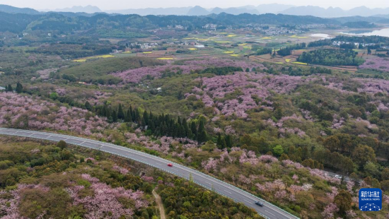 清鎮(zhèn)市紅楓湖鎮(zhèn)右二村旁的道路與花海相映（4月5日攝，無人機(jī)照片）。