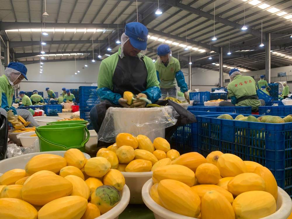 2023年3月7日，工作人員在柬埔寨磅士卑省的中寶（柬埔寨）食品科技有限公司處理芒果。自區(qū)域全面經(jīng)濟伙伴關(guān)系協(xié)定（RCEP）生效實施以來，柬埔寨的農(nóng)產(chǎn)品正在更加便利地進入中國市場。