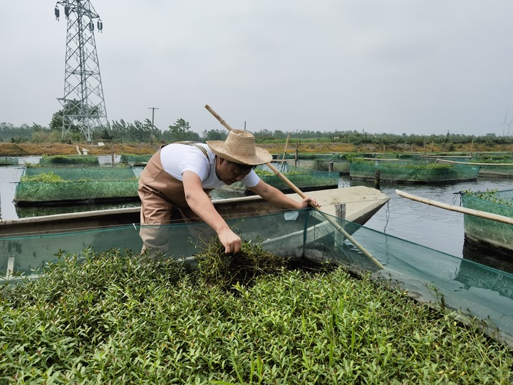 陳樹(shù)在湖北省仙桃市剅河鎮(zhèn)余腦村黃鱔繁育基地觀(guān)察黃鱔長(zhǎng)勢(shì)。新華社記者宋立崑 攝