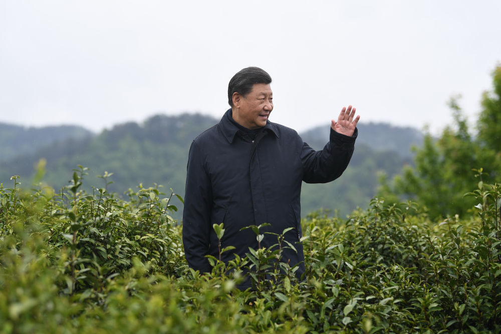 2020年4月21日，習(xí)近平總書記來到陜西安康市平利縣老縣鎮(zhèn)，在茶園考察脫貧攻堅(jiān)情況。新華社記者 燕雁 攝
