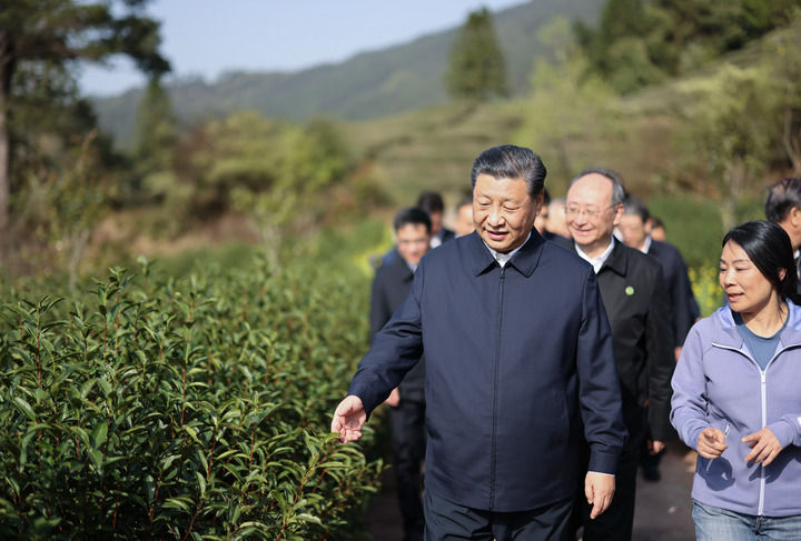 2021年3月22日，習(xí)近平總書記來到福建武夷山市星村鎮(zhèn)燕子窠生態(tài)茶園，察看春茶長(zhǎng)勢(shì)，了解當(dāng)?shù)夭璁a(chǎn)業(yè)發(fā)展情況。新華社記者 王曄 攝