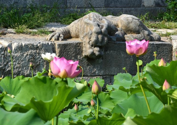 萬寧橋位于北京地安門外大街中部、什剎海東岸，是北京中軸線上最古老的橋梁，至今已有700多年歷史。近年來，北京市持續(xù)為萬寧橋“瘦身減負(fù)”，橋體風(fēng)貌得以完整展現(xiàn)，方便游客走近欣賞，深入了解古橋承載的價值和內(nèi)涵。這是2023年7月18日拍攝的北京萬寧橋橋東的鎮(zhèn)水獸。